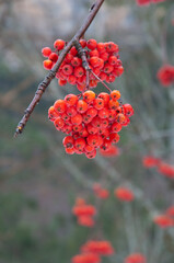 Fruits of rowan (Sorbus aucoparia). Ordesa Green. Ordesa Valley. Ordesa and Monte Perdido National Park. Pyrenees. Huesca. Aragon. Spain.