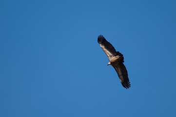 Griffon vulture (Gyps fulvus) in flight. Revilla. Pyrenees. Huesca. Aragon. Spain.