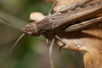 Grasshopper (Chorthippus sp.) (biguttulus-group). Male. Escuain Valley. Ordesa and Monte Perdido National Park. Pyrenees. Huesca. Aragon. Spain.