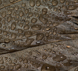 Detail of the song thrush (Turdus philomelos) plumage covered of dew drops. Dead specimen (run over). Guara mountains. Huesca. Aragon. Spain.