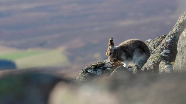 Mountain hare, Lepus timidus, on a frosty colourful autumn morning during October, cleaning, grooming and watching on a slope in the cairngorm national park Scotland.