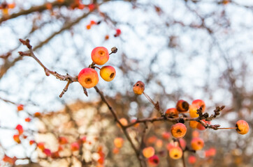 little wild yellow apples on a branch