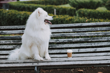 Fluffy well groomed pet sitting near cupholder on bench