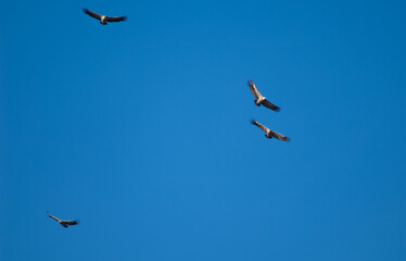 Griffon vultures (Gyps fulvus) in flight. Natural Park of the Mountains and Canyons of Guara. Huesca. Aragon. Spain.