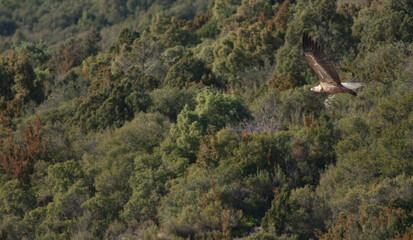 Griffon vulture (Gyps fulvus) in flight. Natural Park of the Mountains and Canyons of Guara. Huesca. Aragon. Spain.