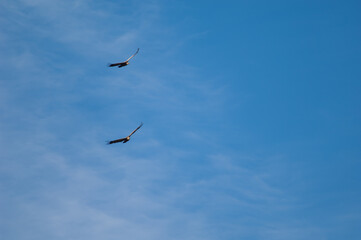Griffon vultures (Gyps fulvus) in flight. Natural Park of the Mountains and Canyons of Guara. Huesca. Aragon. Spain.
