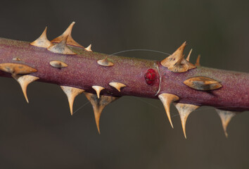 Branch of dog rose (Rosa canina). Natural Park of the Mountains and Canyons of Guara. Huesca. Aragon. Spain.