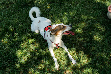 happy dog at park, white mixed breed dog enjoying sunny day on grass