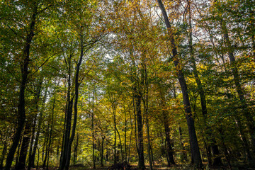 Fototapeta premium Beautiful autumn in Lug forest near Bjelovar