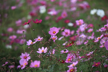 日本に咲いているコスモス