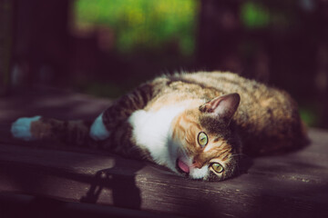Amazing beautiful colorful fluffy and funny cat with amazing green eyes looking in lense.  Naturally  lazy resting and lying out on a wooden table. Cat chilling and home pets wellness concept.