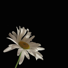 One white chamomile on a black background