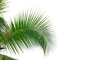 Tropical coconut tree leaves on white isolated background for green foliage backdrop 