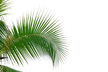 Obraz premium Tropical coconut tree leaves on white isolated background for green foliage backdrop 