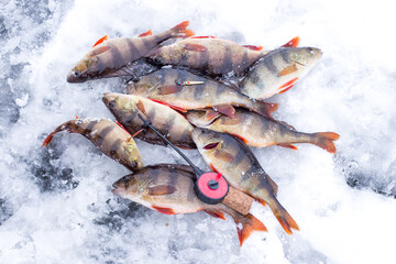 Winter ice fishing with ice fishing gear. Lot of perch caching from hole in ice. Winter perch fishing leisure. Winter fishing background.