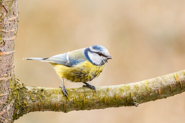 Sikorka modraszka (Cyanistes caeruleus) © R.Jaszczynski