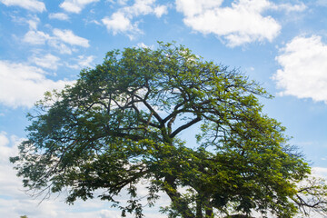 Tree and blue sky for background