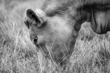 Close-up view of a young Cow seen feeding in a pasture, close to a Dairy farm. The animal, one of a...