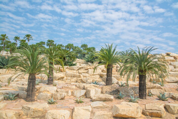 Palm tree on stone garden