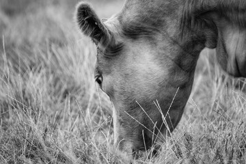 Close-up view of a young Cow seen feeding in a pasture, close to a Dairy farm. The animal, one of a...