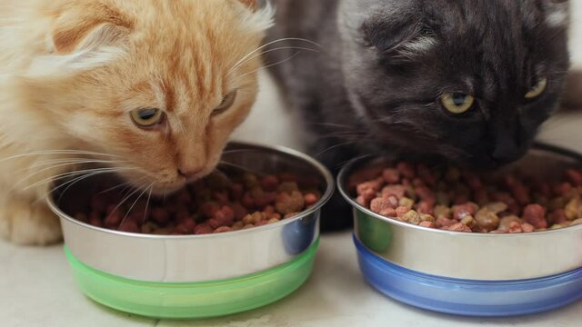 Close-up of two cats, dark gray and ginger, eating dry pet food from metal bowls on the kitchen floor. Cats of breed Scottish fold