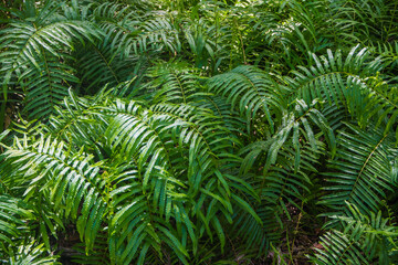 Fern and green leafs for background