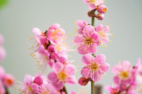 I took a photo of a pink plum blossom.