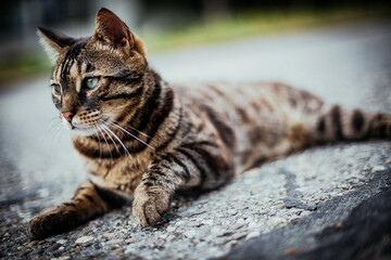 Bengalkatze entspannt