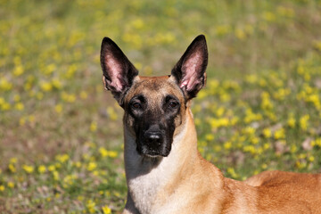 Belgian Shepherd Malinois dog in a field of flowers, yellow wild flowers, spring nature, portrait of a beautiful dog.