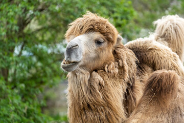 Fototapeta premium portrait of camel