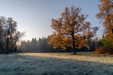 The Pavlovsk Park on a frosty autumn morning, Pavlovsk, Saint Petersburg, Russia