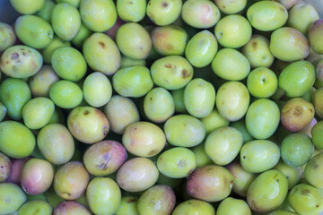 Manzanilla Cacereña variety olives. Olives or olives from Extremadura olive trees