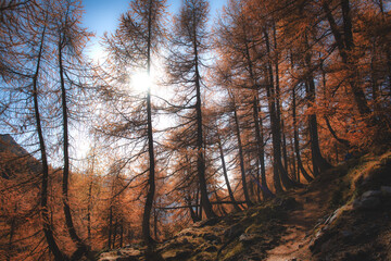 The sun filters through an autumnal larch forest on the Alps
