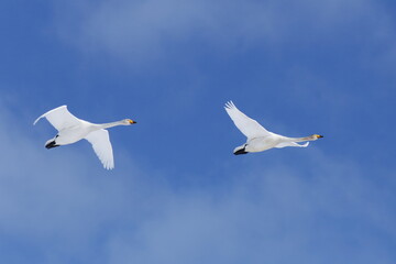 Fototapeta premium Whooper Swan couple in flight in Finland.