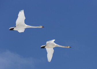 Whooper Swan couple in flight in Finland.