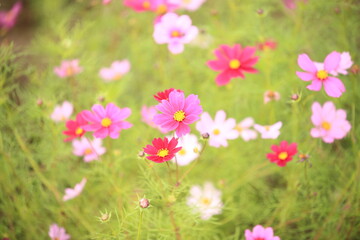 日本に咲いているコスモス
