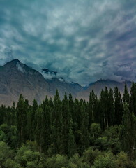 mountain and pine forest in morning
