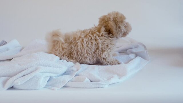 puppy playing on a towel after bathing on a white background