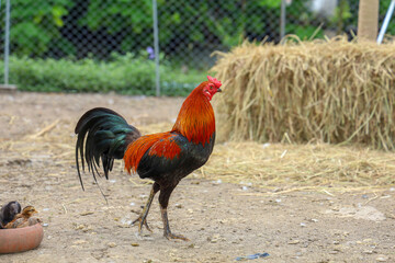 fighting cock and baby cock eat food in farm at thailand
