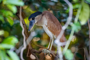 Close up of a Boat-billed Heron hiding in undergrowth, Pantanal Wetlands, Mato Grosso, Brazil