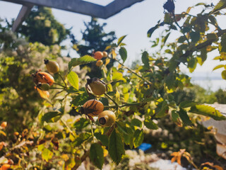 branch of shrub with fruits of wild rose on background of blue sky