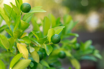 Limes grow on Citrus Lime Tree