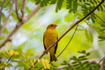 Saffron Finch perched on a twig against bright green background, Pantanal Wetlands, Mato Grosso, Brazil