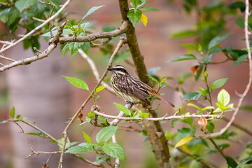Streaked Flycatcher perched in a  bush with leaves, Pantanal Wetlands, Mato Grosso, Brazil