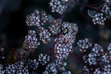 beautiful white flowers covered with hoarfrost on blurred background