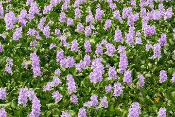 Close up view of Water Hyacinths in purple bloom, Pantanal Wetlands, Mato Grosso, Brazil
