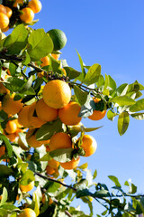 Oranges growing on a tree in southern Spain. Bright, ripe fruit contrasts with the deep blue sunny sky. Copy space. Nature and natural beauty.