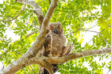 Low angle view of Great Horned Owl perched in a tree, facing camera, Pantanal Wetlands, Mato Grosso, Brazil