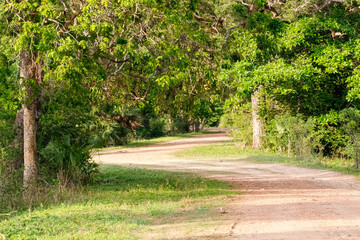 Typical idyllic rural road on farmland in the Pantanal Wetlands, Mato Grosso, Brazil