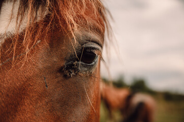 brown horse eye with flies on its face
